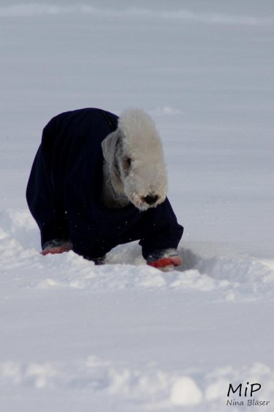 2010-12-25 Airis Blue Volshebny Svet (4).jpg